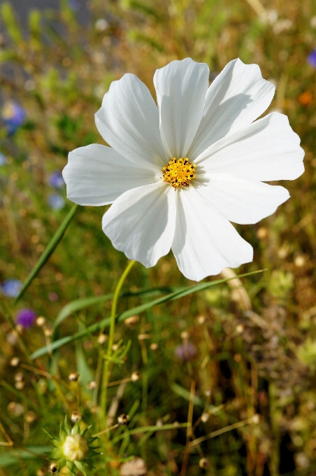 Nature grass blossom plant