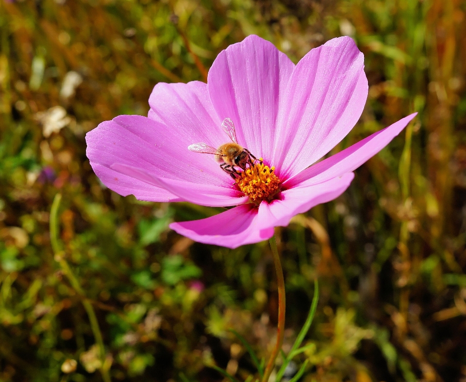 Nature blossom plant meadow