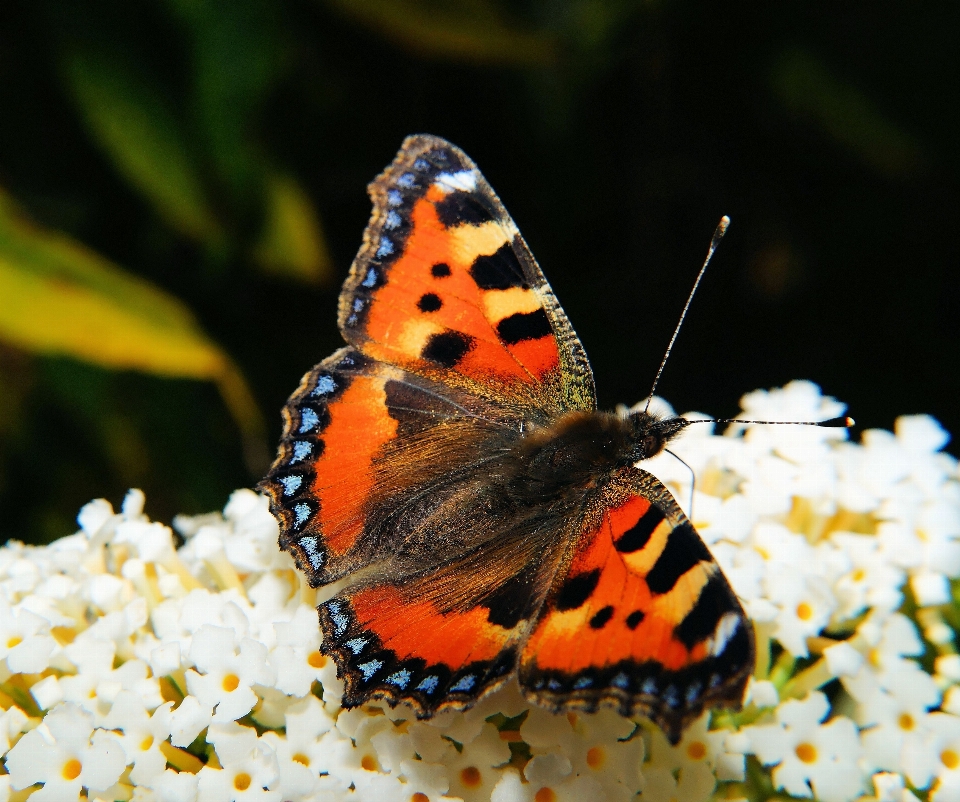 Natureza fotografia folha flor