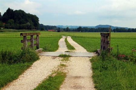 Landscape nature grass boardwalk Photo