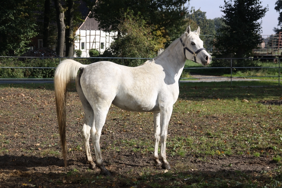 Voir animal pâturage
 cheval