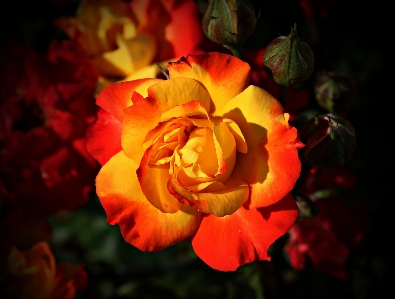 Blossom plant flower petal Photo