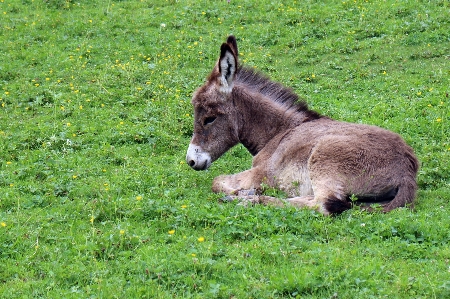 Grass meadow animal wildlife Photo