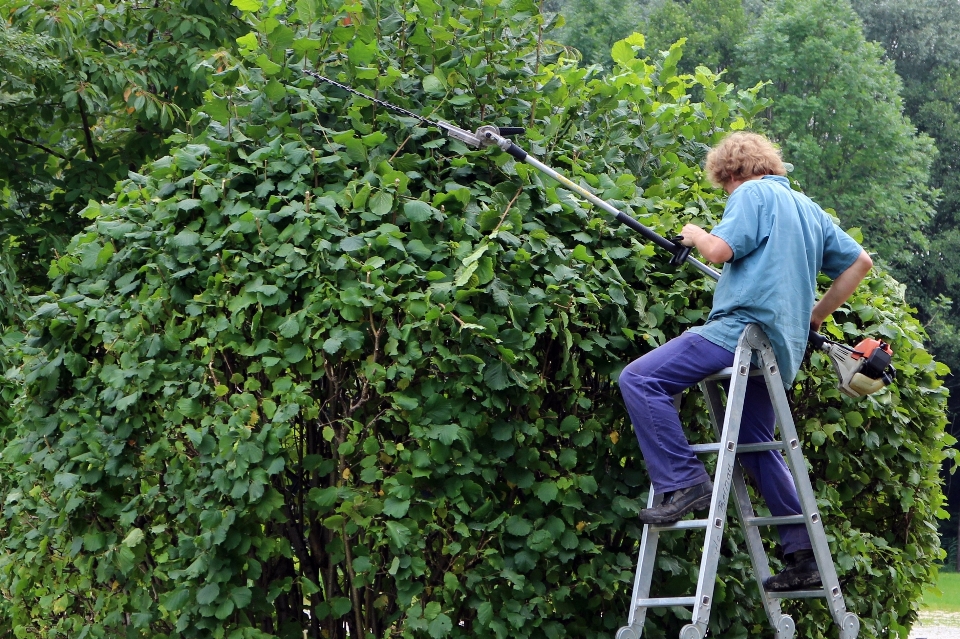 Homme arbre personne usine