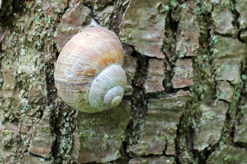 Odun hayvan havlamak fauna