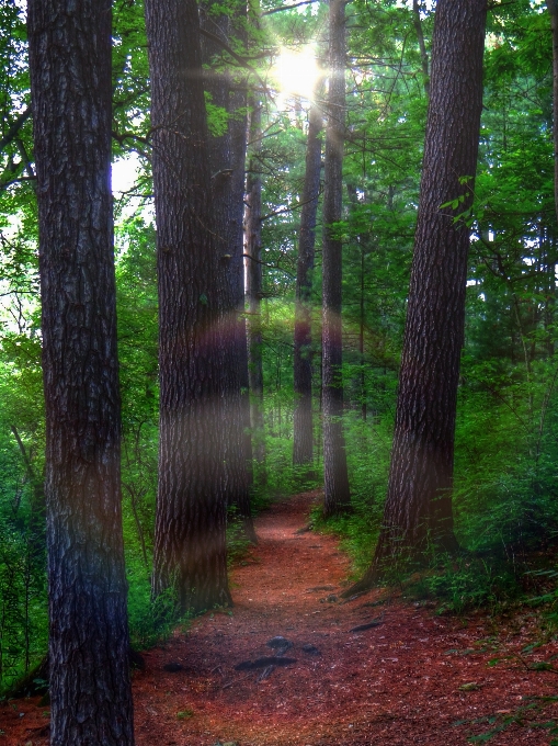 árbol naturaleza bosque césped