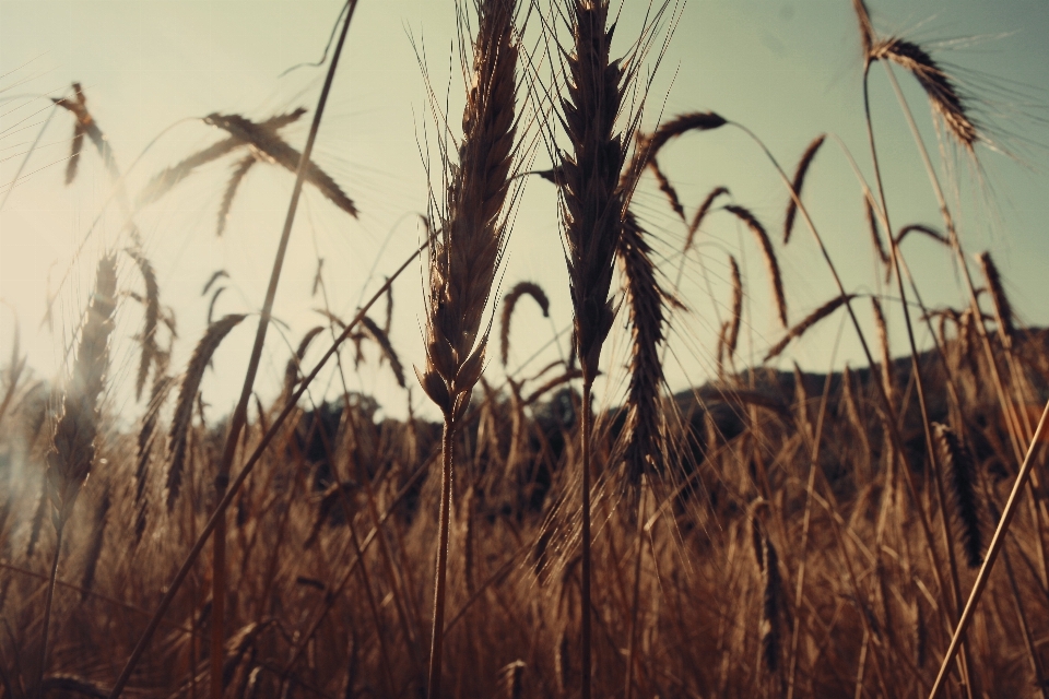 Paysage arbre nature herbe