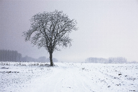 Tree nature branch snow Photo