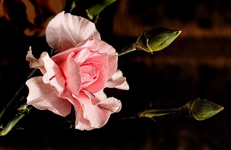 Branch blossom plant photography Photo