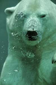 Water nature animal bear Photo