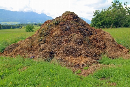 Foto Lanskap bidang peternakan padang rumput
