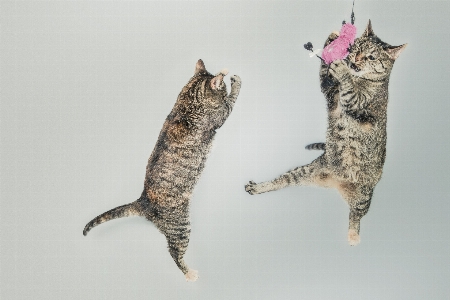 Cute jumping kitten cat Photo