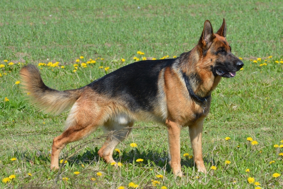 Dog mammal german shepherd