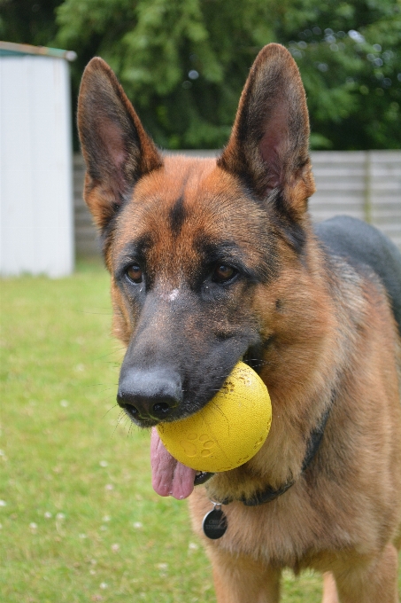 Hund säugetier deutscher schäferhund
 schäfer