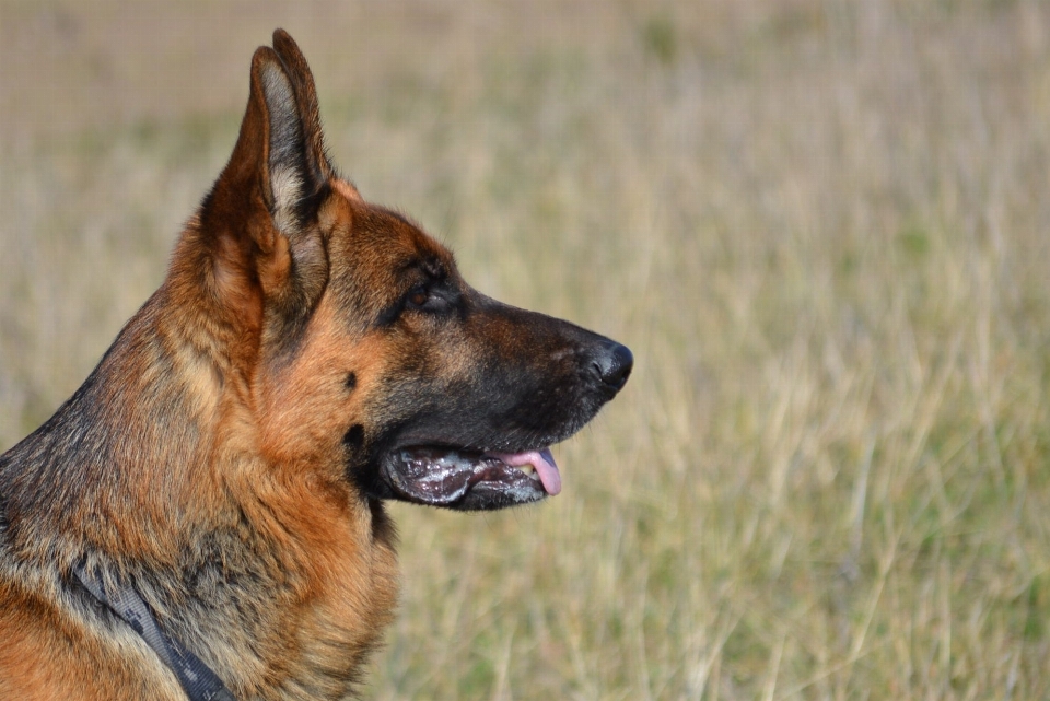 Cachorro mamífero pastor alemão
