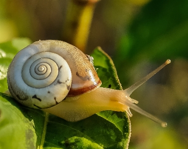 自然 写真撮影 動物 野生動物 写真