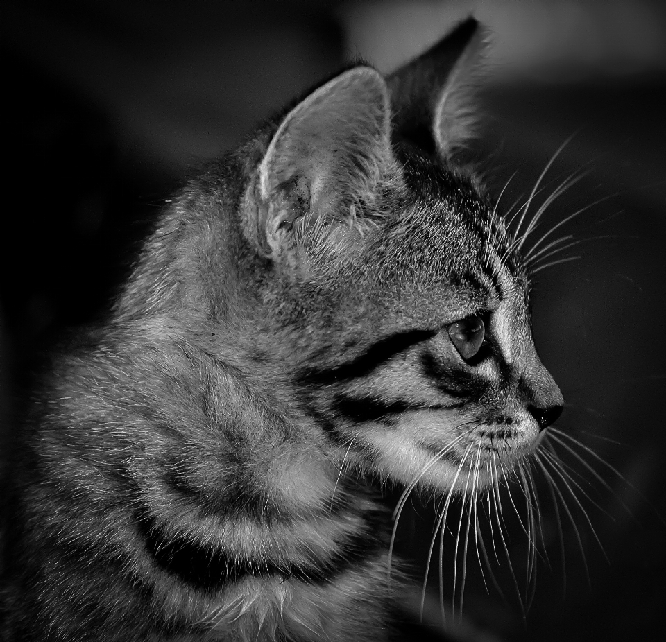 Bianco e nero
 capelli fotografia