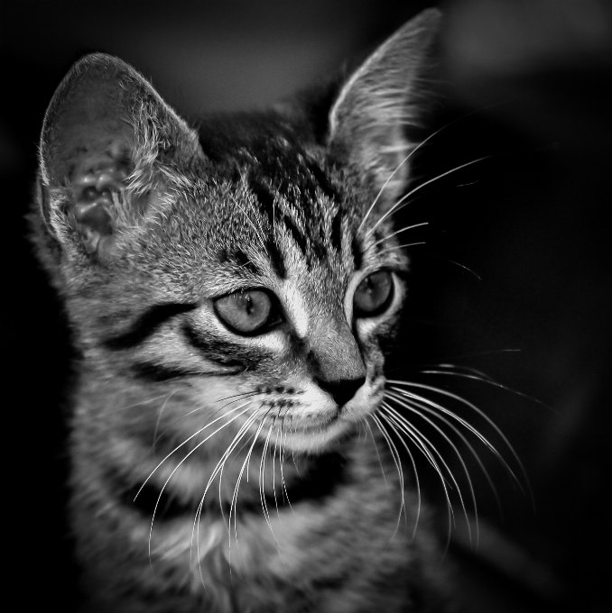 Bianco e nero
 capelli fotografia