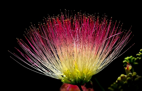 自然 植物 白 花 写真