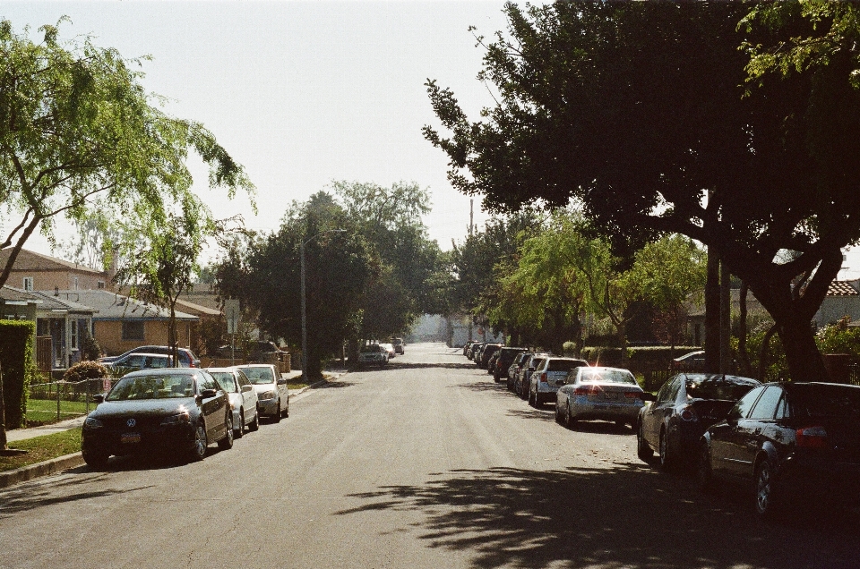 Pohon jalan rumah trotoar
