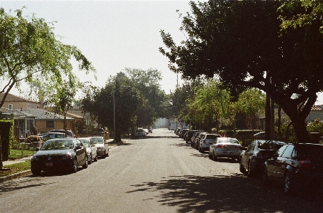 Tree road street house Photo