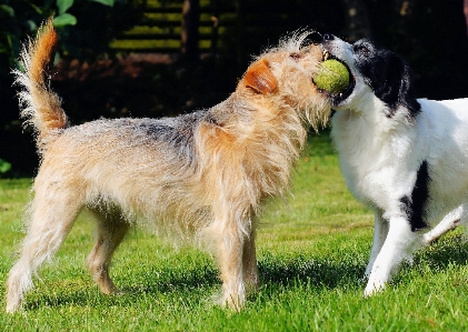 Play dog mammal garden Photo