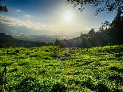 Landscape tree nature forest Photo