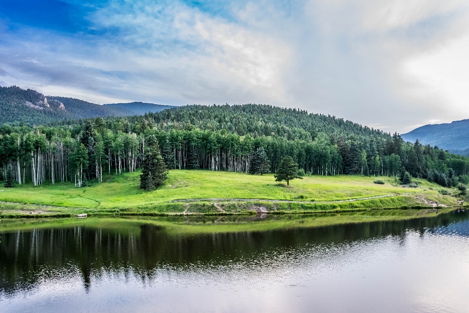 Paesaggio albero acqua natura