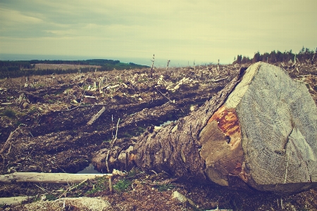 Landscape sea coast tree Photo