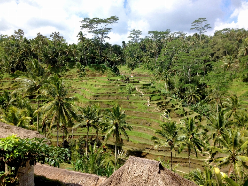 árvore floresta verde selva