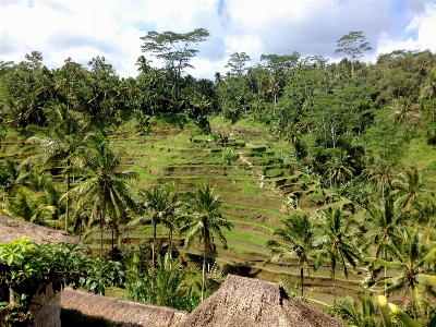 Foto árvore floresta verde selva