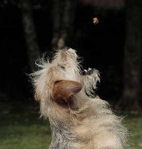 Foto Anjing satwa peliharaan bulu