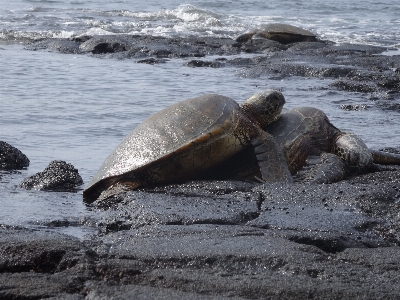 Foto Pantai laut pesisir rock