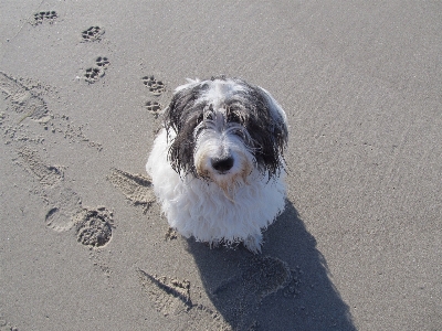 Beach sea coast sand Photo