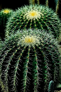 Nature cactus sharp plant Photo