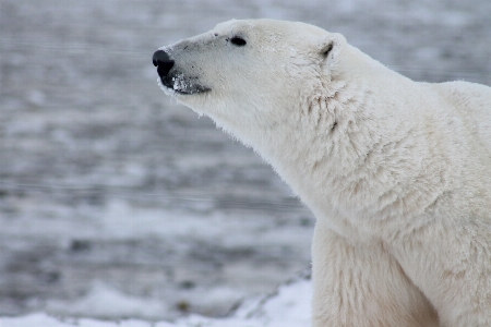 Snow bear wild mammal Photo