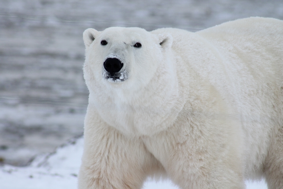 Nieve oso fauna silvestre salvaje