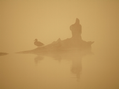 Water nature sand silhouette Photo