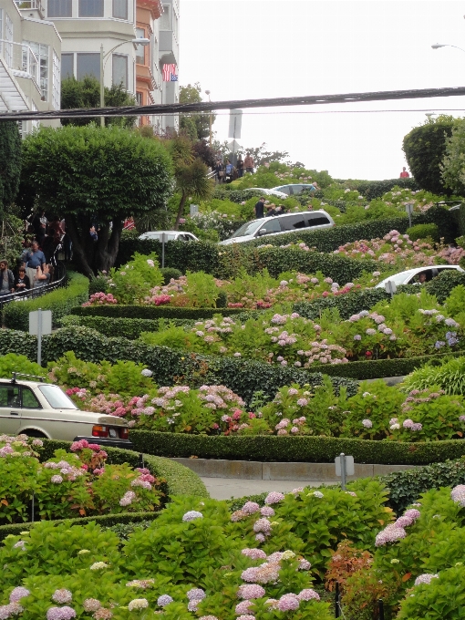 Pianta strada prato fiore