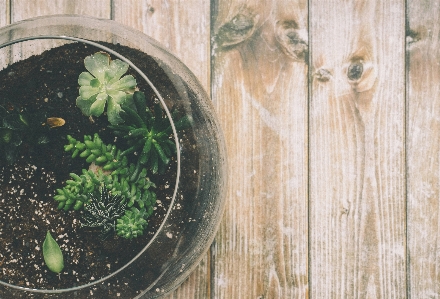 Tree plant wood leaf Photo