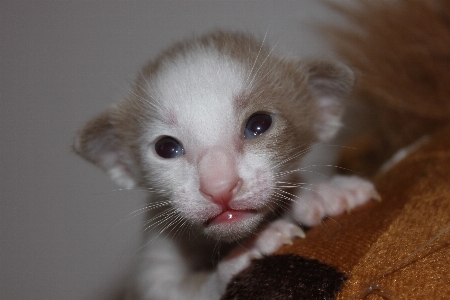 Hair white animal cute Photo