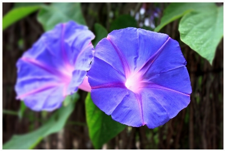 Nature blossom plant flower Photo