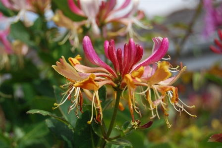 Blossom plant flower petal Photo