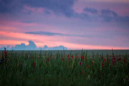 Landscape sea nature grass Photo