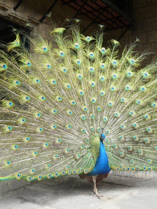 Vogel flügel grün material