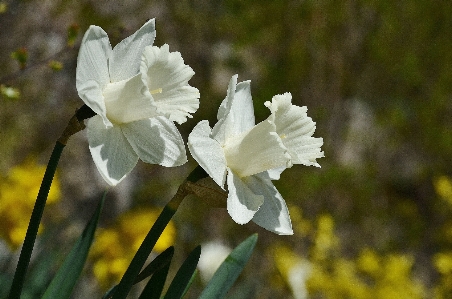 Nature blossom plant white Photo