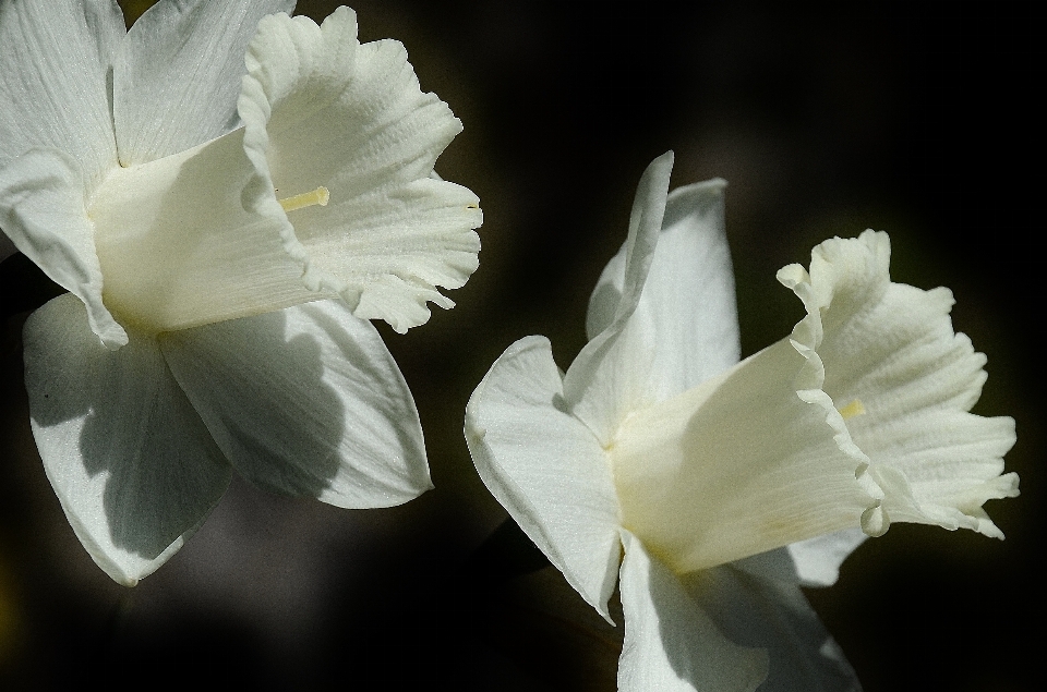 Blossom plant white photography