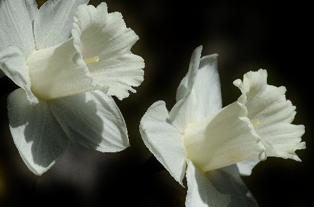 Blossom plant white photography Photo