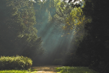 Landscape tree nature forest Photo