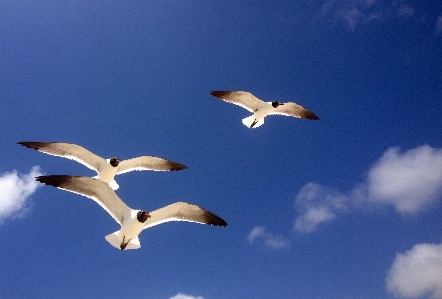 Beach sea nature outdoor Photo